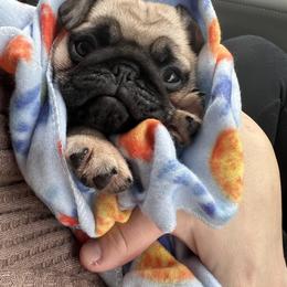 French Bulldog and Pug Puppies from Peachy Pugs