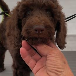 Australian Cobberdog Puppies from Lively Acres Cobberdogs
