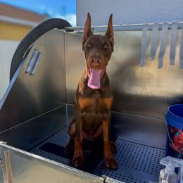 Arya - Red and rust female Doberman Pinscher puppy in Cape Coral, Florida from Divine Kaos European Dobermann