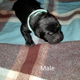 Labrador Retriever Puppies from Copper Creek Outfitters and Kennel