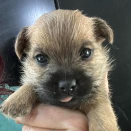 Teebo boy 2 - Gray male Cairn Terrier puppy in Bigfork, Minnesota from Dachshunds Up North