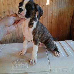 Flim - Brindle male Boxer puppy in Cannon Falls, Minnesota from Pattys Boxers and Bulldogs