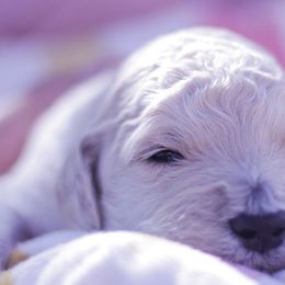 Goldendoodles from Lattesgoldendoodlepuppies