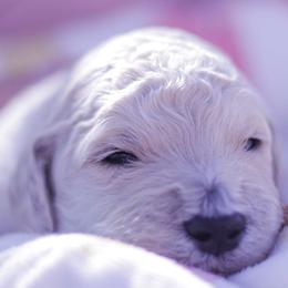 Goldendoodles from Lattesgoldendoodlepuppies