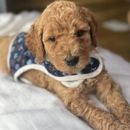 French Bulldog and Poodle Puppies from RAYO KENNELZ