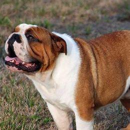 Pepper - Bulldog