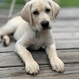 Labrador Retriever Puppies from Coram Deo Retrievers