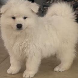 American Eskimo Dog Puppies from California American Eskimo