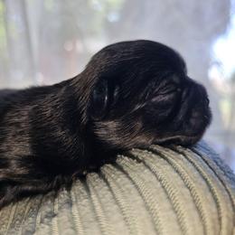 Gage - Black and tan male Shih Tzu puppy in Los Banos And Bay Area, California from Shantii's Shih Tzu's