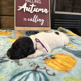 Purple - Black and white female German Shorthaired Pointer puppy in Huntington, Texas from B&B GSP’S