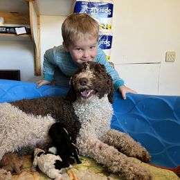 Annie - Labradoodle