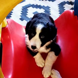 Purdy's pup - Black and white Border Collie puppy in Williston, Florida from M Bar M Border Collies