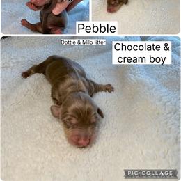 Pebble - Chocolate and cream male Dachshund puppy in Fort Worth, Texas from The Holloway Dachshunds