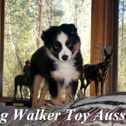 Toy Australian Shepherds from Flying Walker Toy Aussies