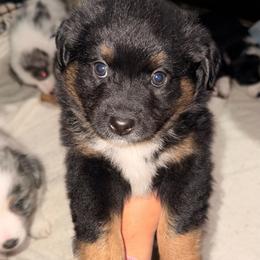 Roxy - Black tri female Miniature Australian Shepherd puppy in Bartow, Florida from Peace Creek Aussies