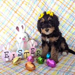 Nina - Tri-color female Bernedoodle puppy in Yale, Michigan from Angie's Goldendoodles/Angies doodles LLC