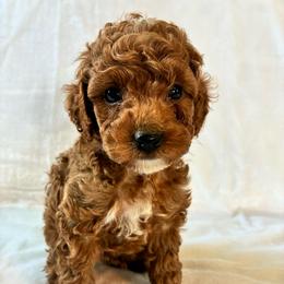 Sleepy - Red male Cockapoo puppy in Adrian, Oregon from ApplebyFarm
