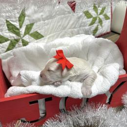 Cicely - White female Miniature Schnauzer puppy in Huntington, Utah from Schnauzers on Robinson Lane