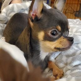 Chihuahua Puppies from Fine Whines & Lickers