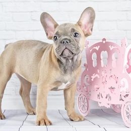 French Bulldogs from Maple Leaf Frenchie’s