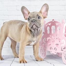 French Bulldogs from Maple Leaf Frenchie’s