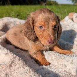 Churro PET ONLY - Dapple male Dachshund puppy in Unadilla, Georgia from Hamsley's Puppy Palace