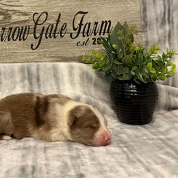 NGF Ziah - White and red merle female Border Collie puppy in Moody, Texas from Narrow Gate Farm