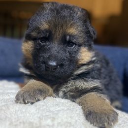 Pink - Black and red female German Shepherd puppy in Princeton, West Virginia from Von Vollblut Shepherds