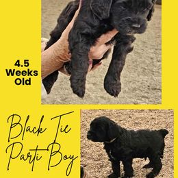 Black Abstract Male - Black and white male Cockapoo puppy in Stayton, Oregon from MoSa Ranch Cockapoos