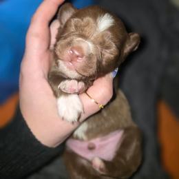 Goku - Red & white male Miniature Australian Shepherd puppy in Arlington, Texas from CopperHead Aussies