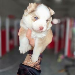 Brook - Red and white female Pomsky puppy in Mc Callsburg, Iowa from SZ Rolling Acres LLC
