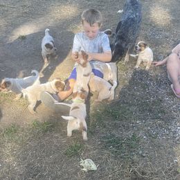 Australian Cattle Dog puppies from Dynamite Performance Horses and Australian Cattle Dogs