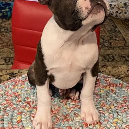 Boston Terrier Puppies from Wagtime Boston Terriers