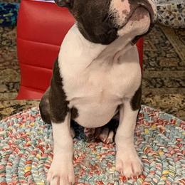 Boston Terrier Puppies from Wagtime Boston Terriers