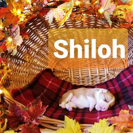 Pembroke Welsh Corgi Puppies from Whimsical Treasure Corgis
