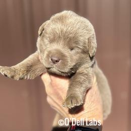 Joseph - Chocolate male Labrador Retriever puppy in Sullivan, Missouri from O’Dell Labs