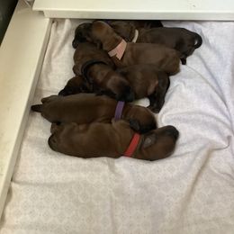 Soft Coated Wheaten Terrier Puppies from Burdigan Wheatens