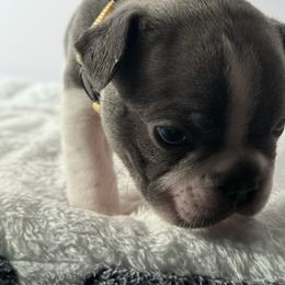 French Bulldog Puppies from Puget Sound Frenchies