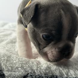 French Bulldog Puppies from Puget Sound Frenchies