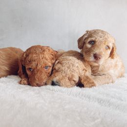 Goldendoodle Puppies from Summer Sun Doodles