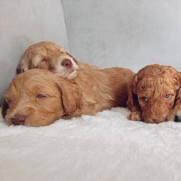 Goldendoodle Puppies from Summer Sun Doodles
