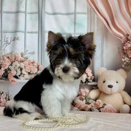 Harley 3000 - Black tan and white male Biewer Terrier puppy in Nicholls, Georgia from Southeast Biewers