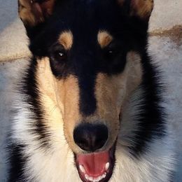 Collies from Meredith's Collies