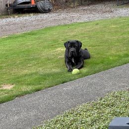 Boerboel All Grown Up from Cascade Boerboels