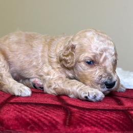 Milo - Apricot male Goldendoodle puppy in Woodburn, Indiana from Lengachers Cuddly Doods