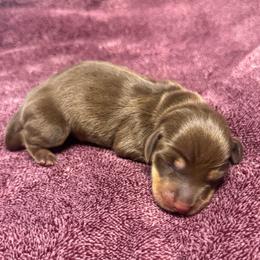Girl 1 - Chocolate and tan female Dachshund puppy in Turlock, California from Dandelion Dachshund