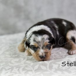 Miniature Australian Shepherd and Toy Australian Shepherd Puppies from Clay Creek Aussies