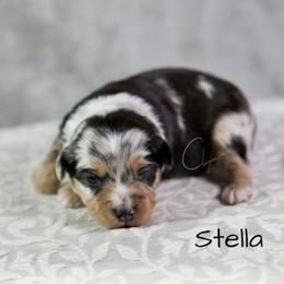 Miniature Australian Shepherd and Toy Australian Shepherd Puppies from Clay Creek Aussies