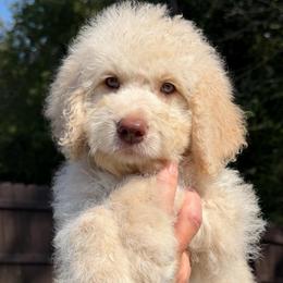Lavender Collar - Cream female Goldendoodle puppy in Ringgold, Georgia from Sweet B’s Goldendoodles