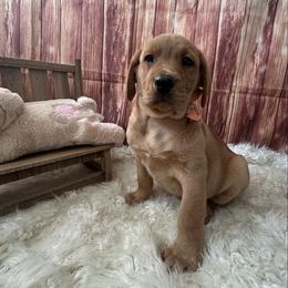 Orange Ribbon Male - Yellow male Labrador Retriever puppy in Newmanstown, Pennsylvania from Retrievers of Millbach